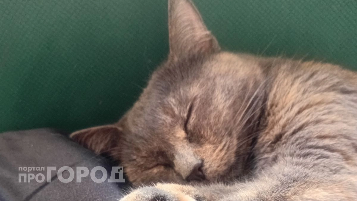 Как кошка выбирает, кого в семье любить больше всех: нужно знать каждому хозяину