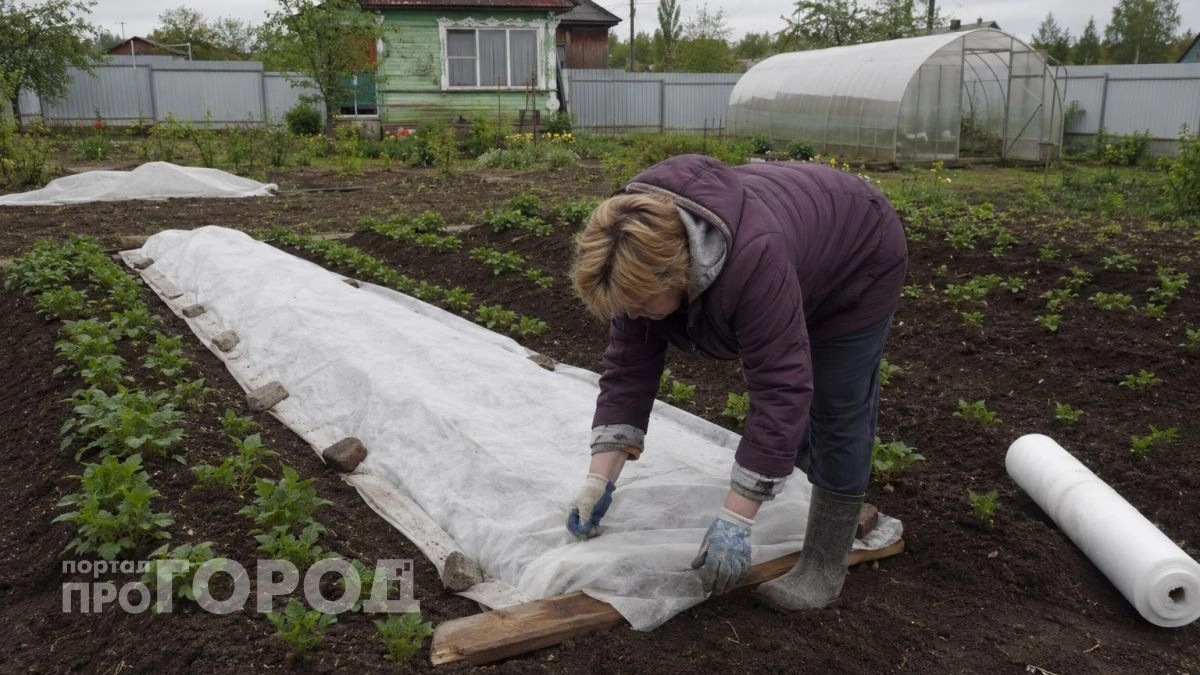 Заморозки ударят с двойной силой: точная дата, когда нужно срочно укрывать картошку