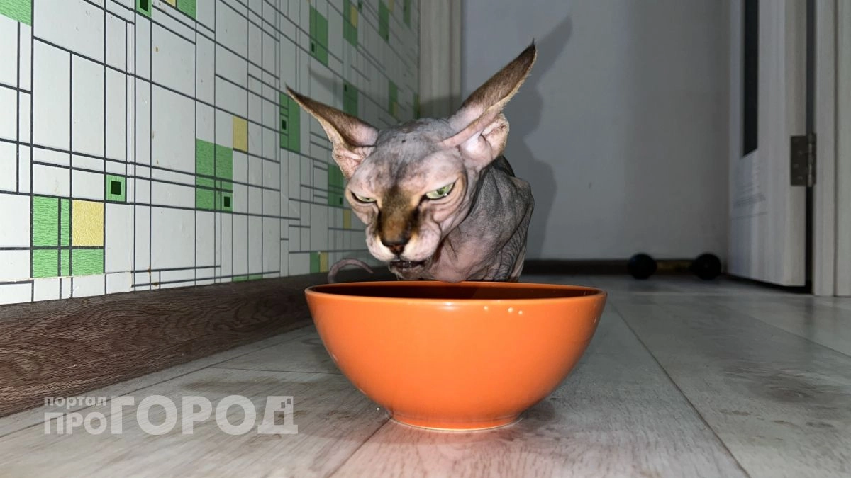 Останетесь без любимца: пять продуктов, которые строго запрещены кошкам, но хозяева об этом не знают