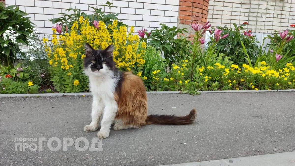 Простит ли кошка, если на нее накричать: это должен запомнить каждый хозяин