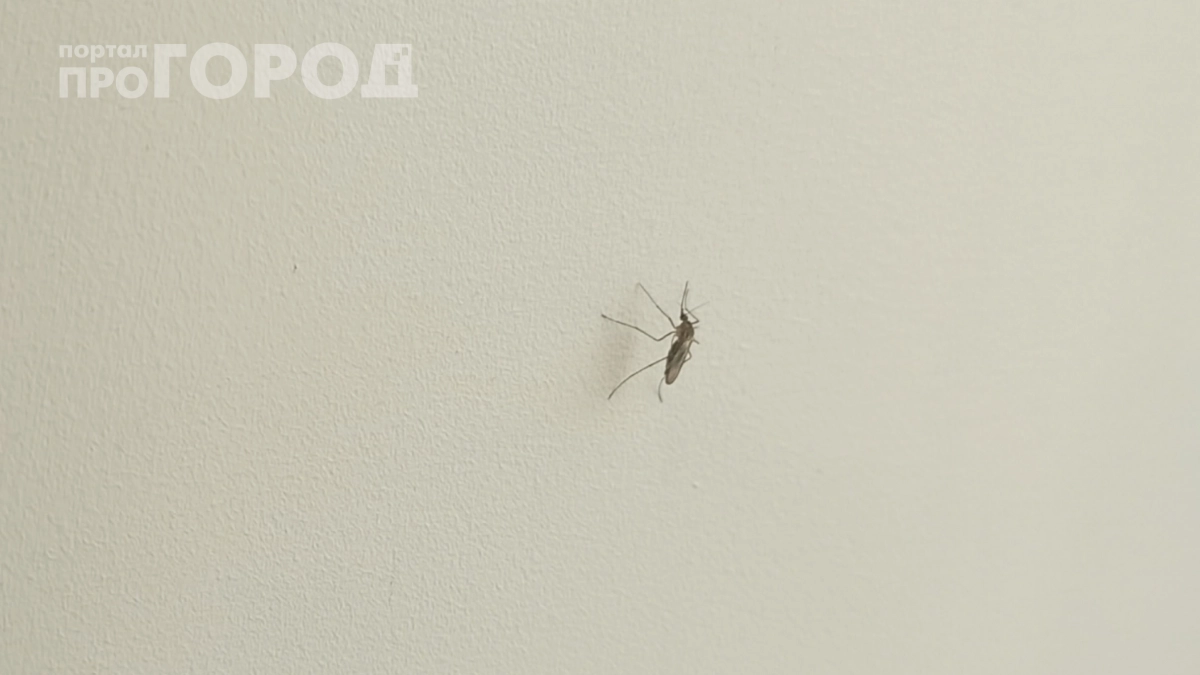 Искусают до мурашек: простые хитрости, которые отпугнут комаров даже в самую жаркую ночь