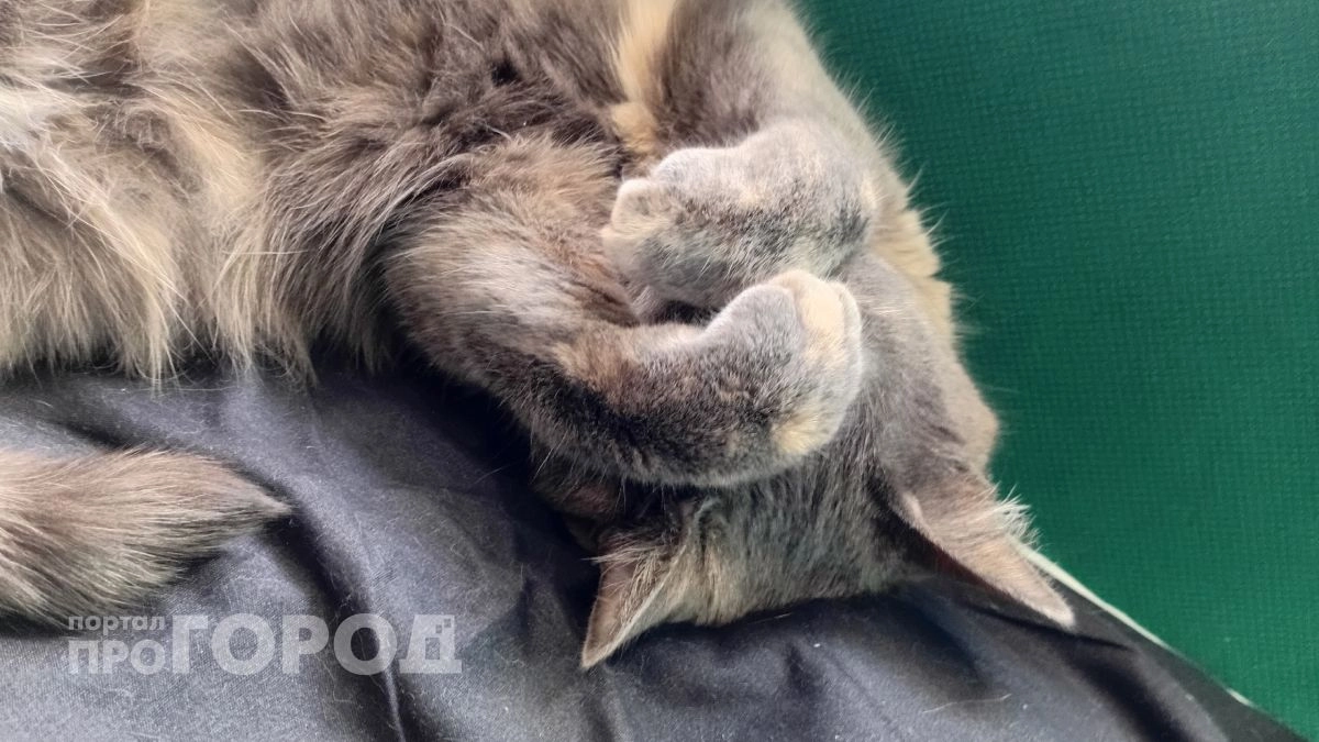 Священник раскрыл, есть ли кошек душа: ответ удивит