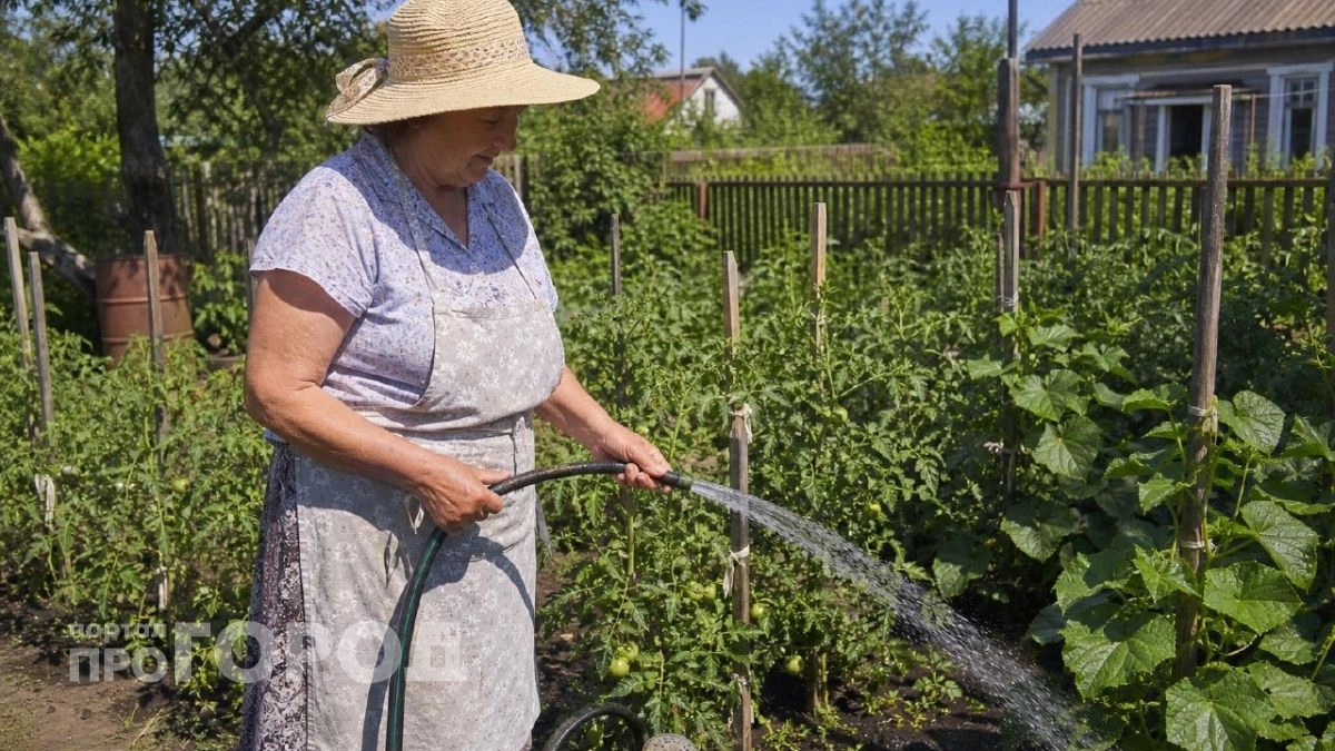 Поливать огород в жару - плохая идея: один аргумент изменит эту привычку навсегда