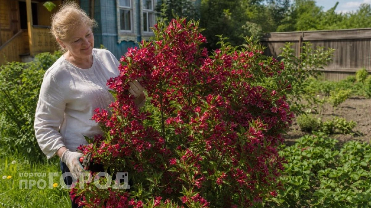 Сад будет алым все лето: кустарник, которое не подводит и цветет до холодов