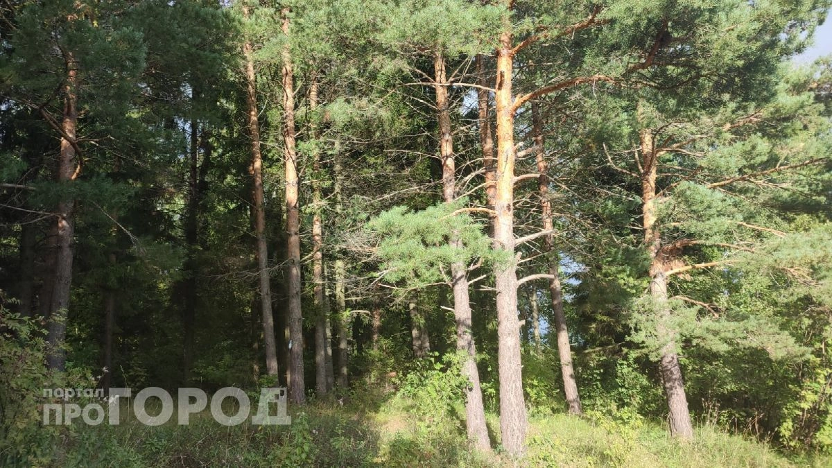 Житель Медведевского района подхватил боррелиоз после прогулки по лесу