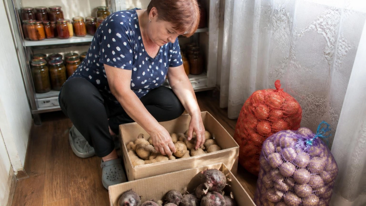 Картофель и свекла хранятся дома до самой весны, и погреба не надо - простой способ от опытных дачников