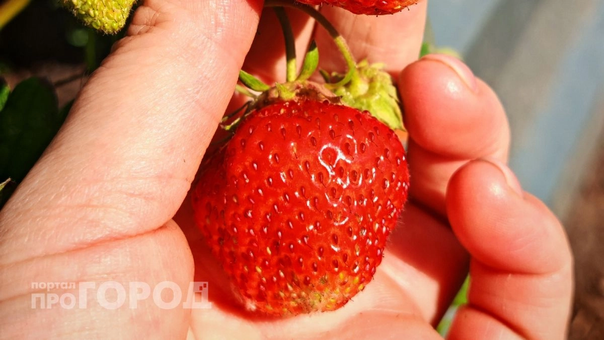 Эти 4 признака выдают самую вкусную клубнику на прилавке