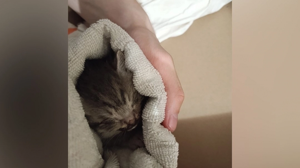 В Йошкар-Оле ищут живодеров, которые скинули котят из окна