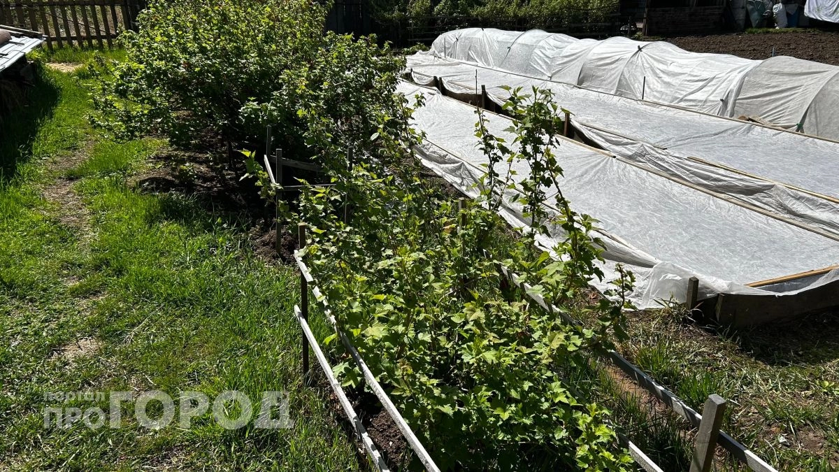Эту ягоду в мире объявили вкусом года, а у нас она растет под каждым забором - что в ней такого необычного