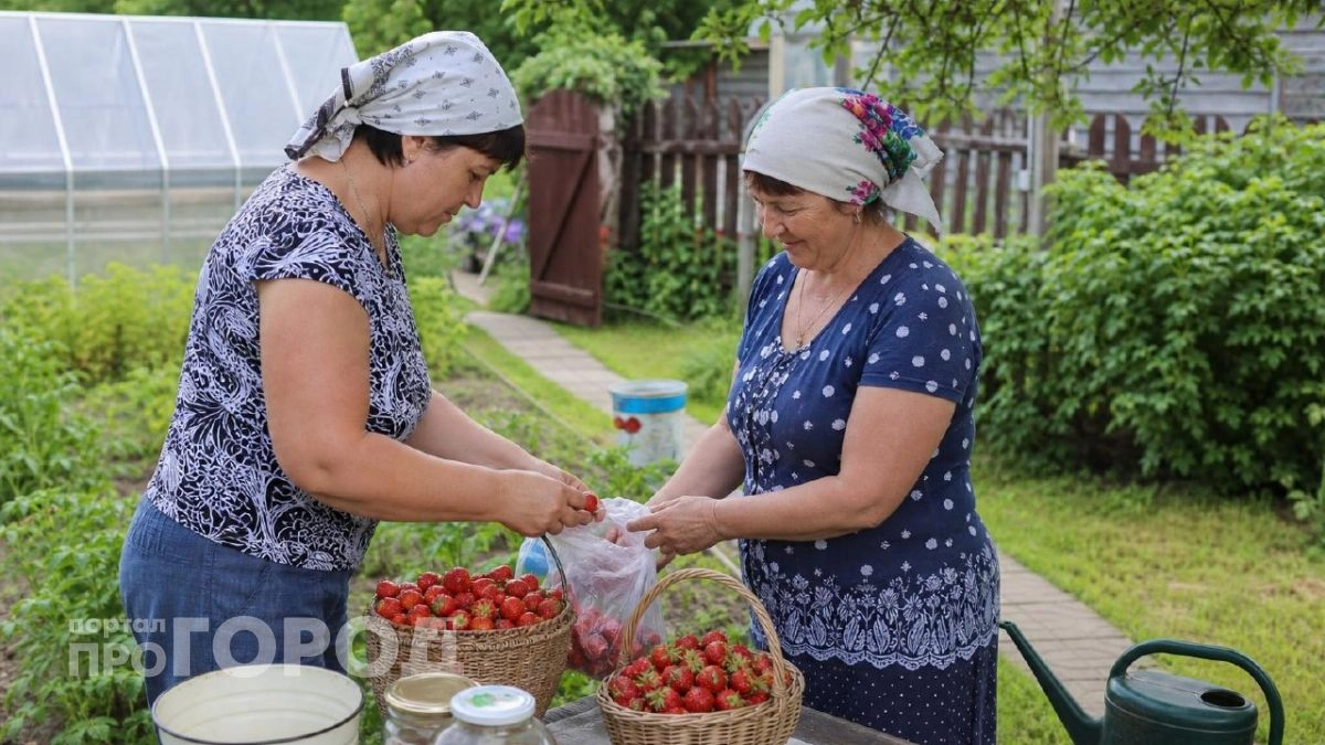Почему нельзя делиться рассадой, семенами и первым урожаем с соседями: простое правило моей бабушки защищает урожай