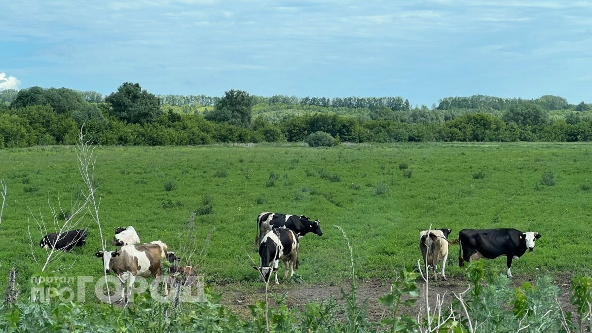 В Медведевском районе вводится запрет на выпас скота