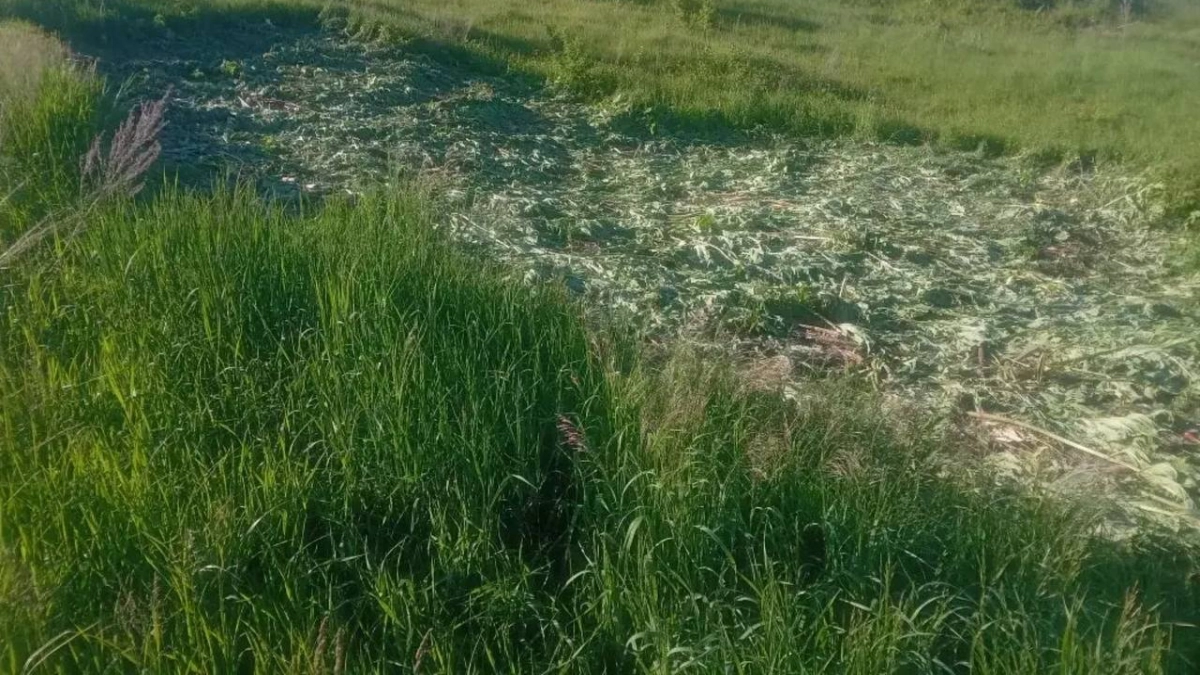 Ядовитые заросли и сорняки-убийцы появились в Горномарийском районе
