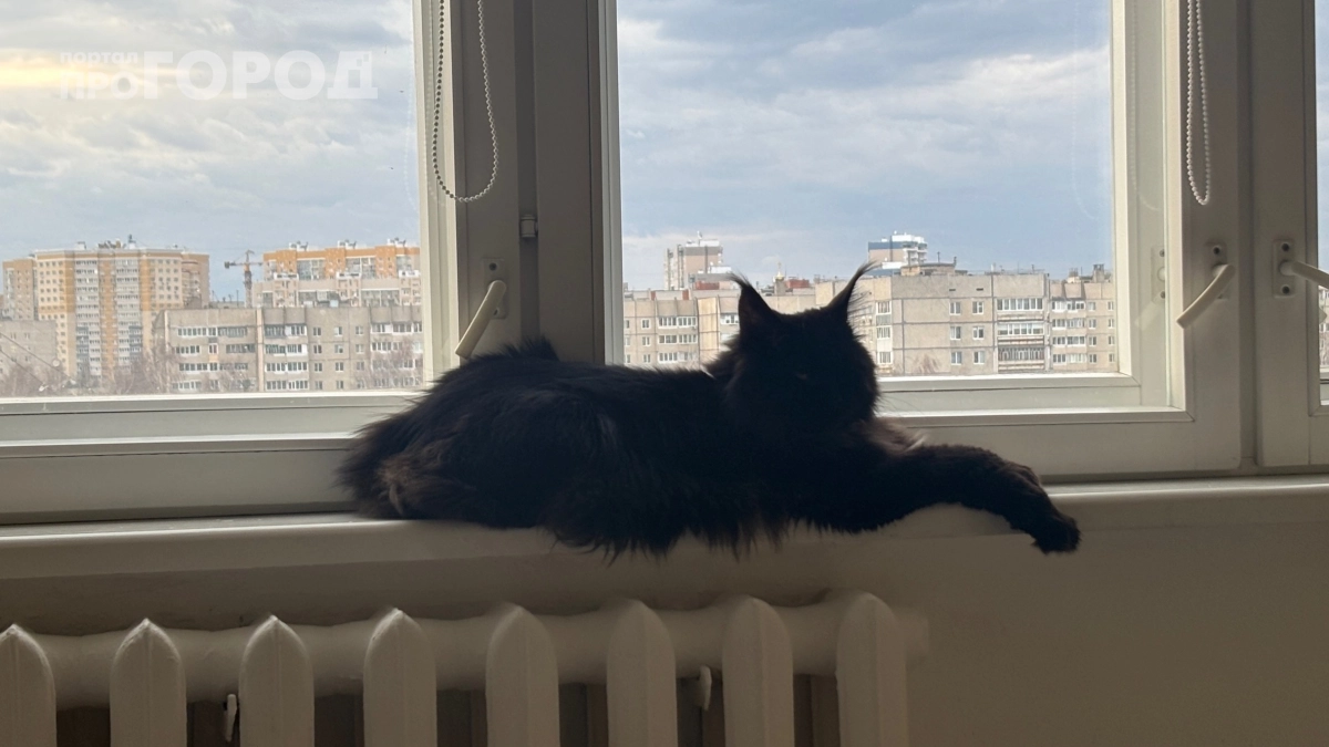 Как понять, что кошка прощается с вами навсегда: эти 5 признаков невозможно игнорировать