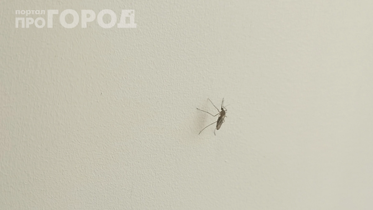 Отказалась от «Раптора» — и комары обходят мой дом стороной: раскрываю копеечный секрет