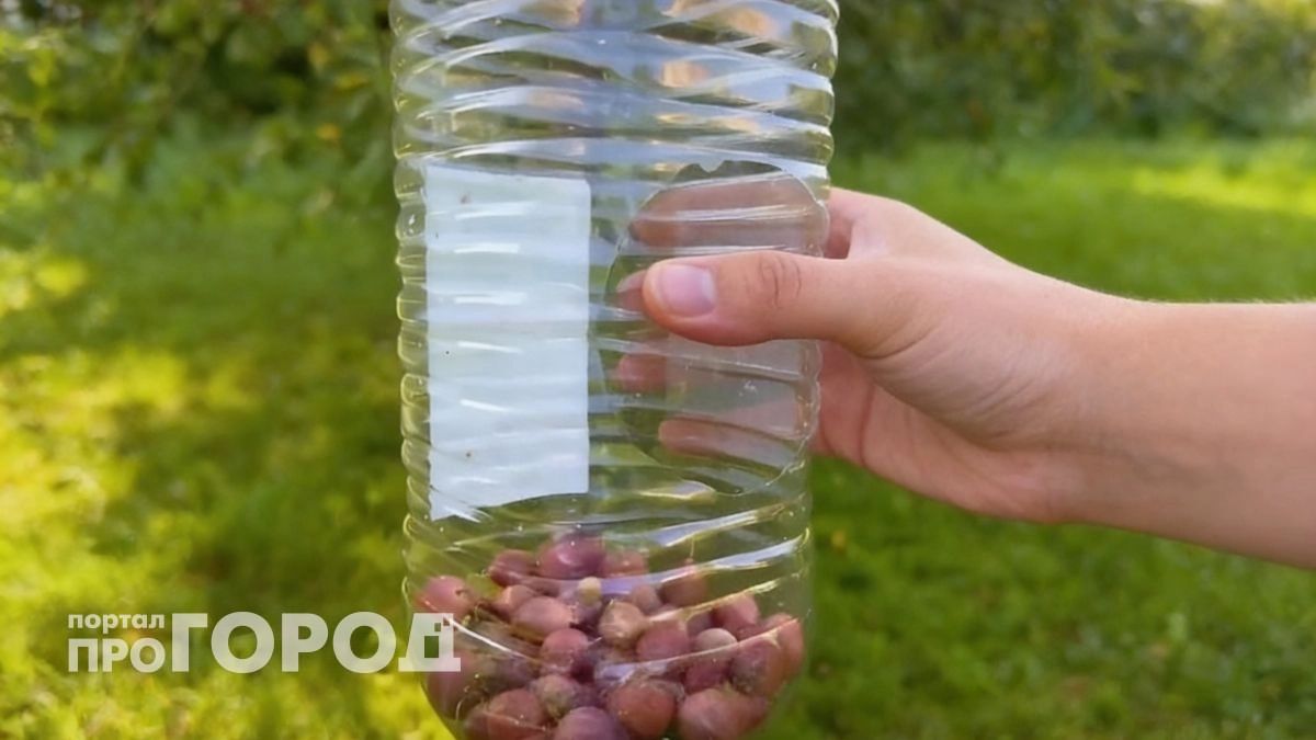 В Алтайском крае собирают урожай ведрами именно этим способом: попробуйте лайфхак с бутылкой, который ускоряет сбор ягод в разы