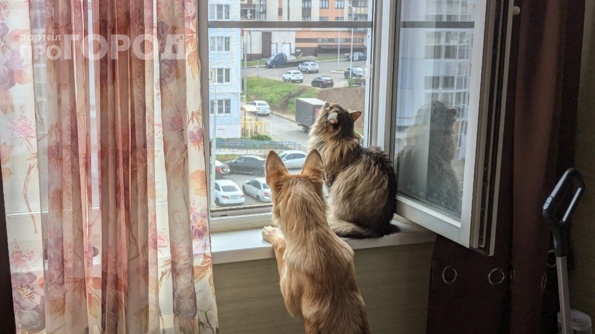 Кошка выпала из окна, хотя сетка стояла: вот как я укрепил защиту всего за 100 рублей 