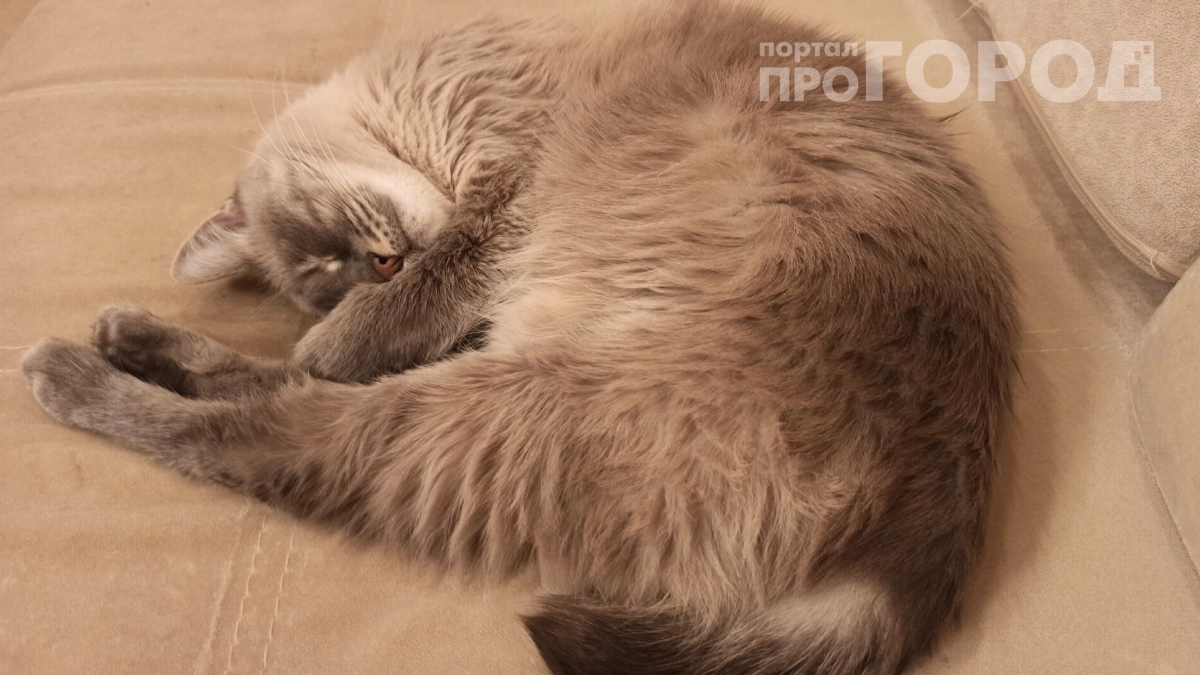 Почему нельзя гладить кошку, когда она бьёт хвостом: 3 тайных послания, которые вы постоянно пропускаете