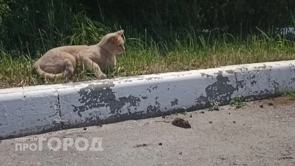 Заболеваемость мышиной лихорадкой подскочила в шесть раз в Марий Эл