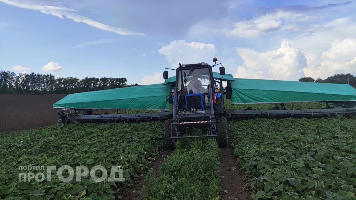 Адская жара до +41 уничтожит весь урожай: синоптики назвали точные даты