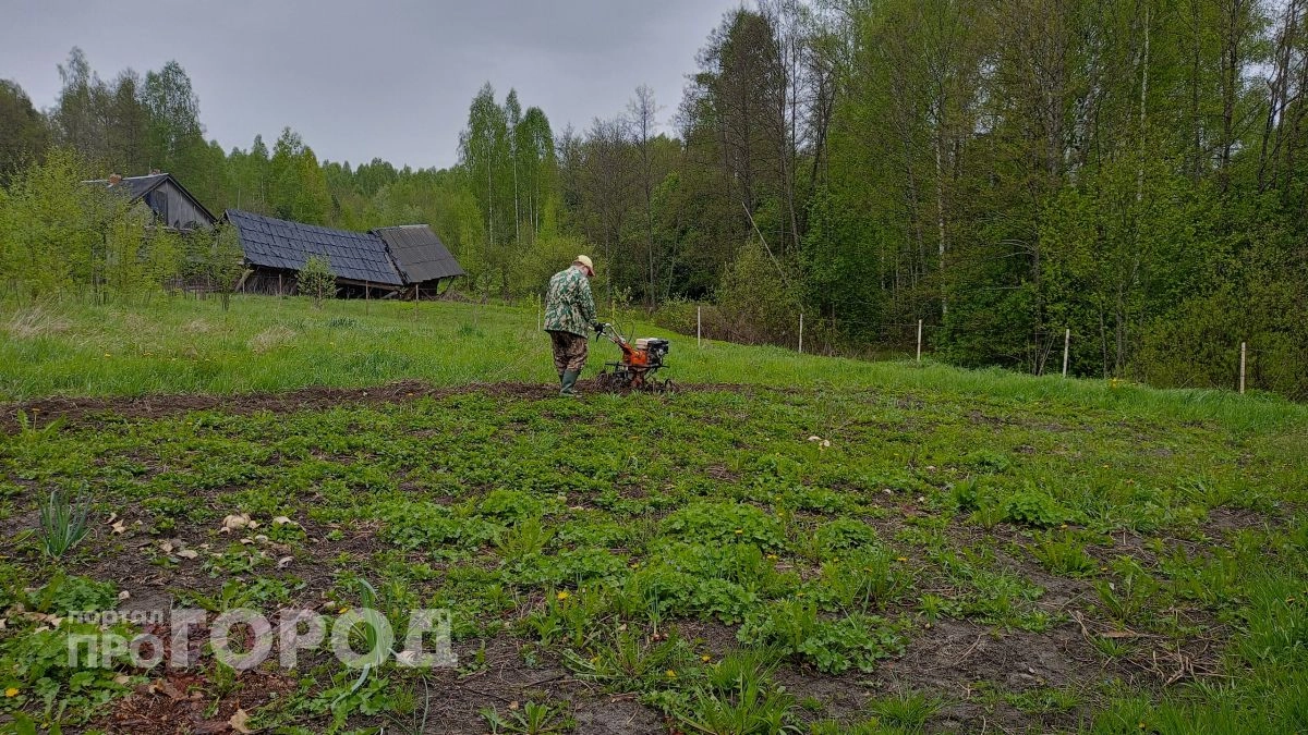 Почему я больше не сажаю картофель рядами: новый способ сбора урожая, который в 3 раза проще