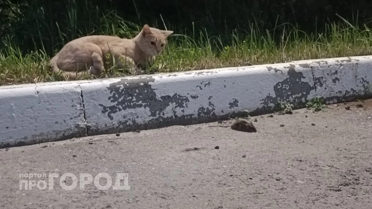 Житель Марий Эл подхватил опасную инфекцию во время ремонта забора
