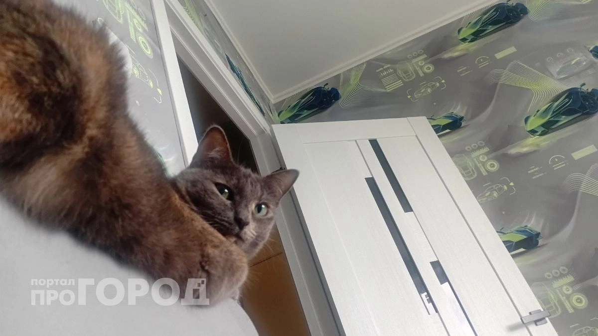 Может ли кошка плакать: ответ должен знать каждый владелец