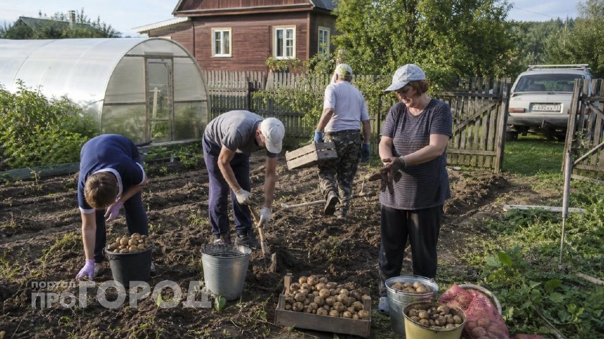 В какие дни августа-2026 выкапывать картофель: будет храниться месяцами и сохранит вкус и твердость
