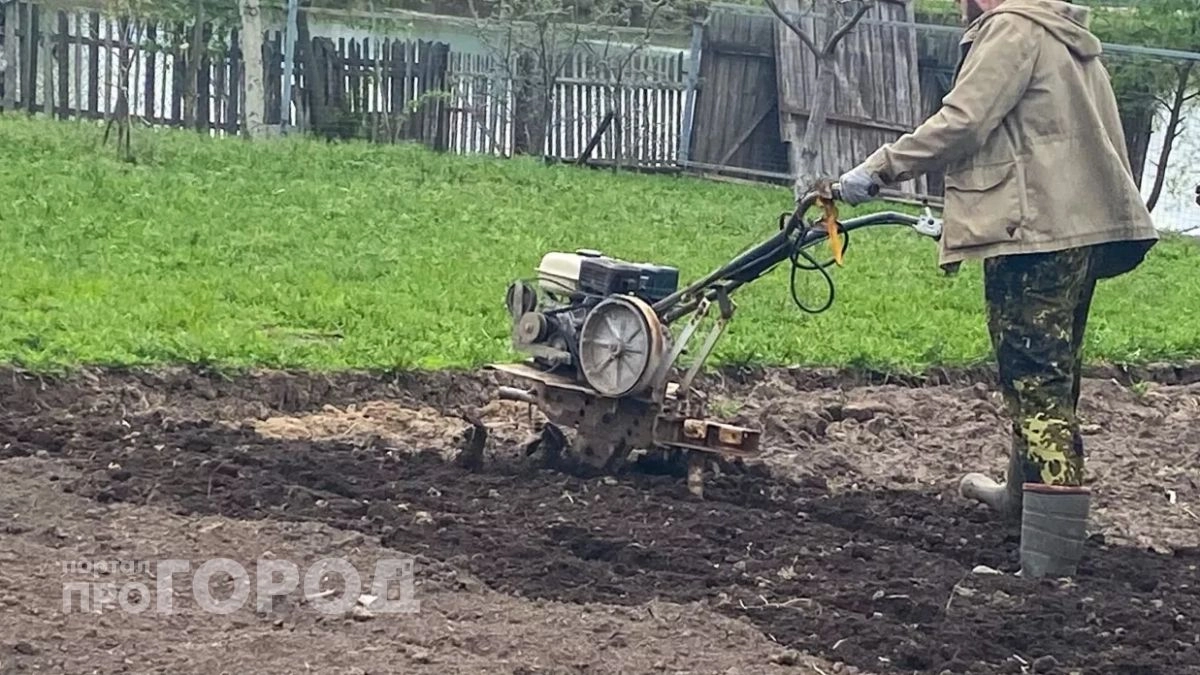 Забудьте горчицу и фацелию: этот сидерат делает почву в разы рыхлее червей и плодороднее любых удобрений