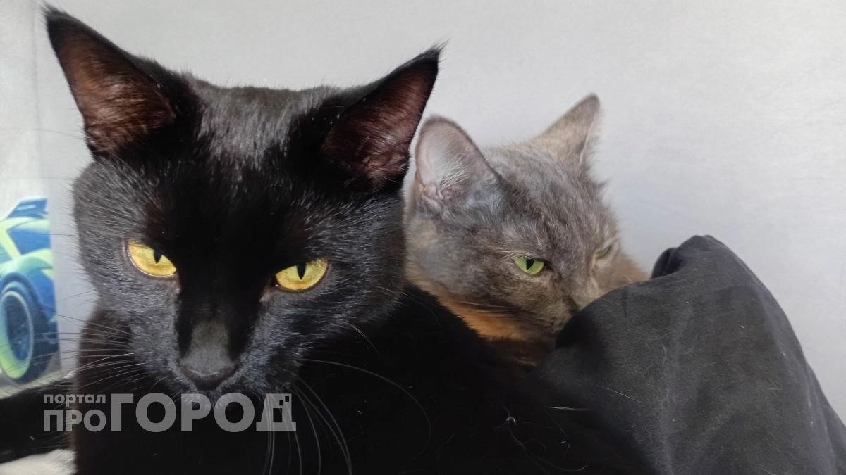 Если в доме есть кошка, забудьте про эти растения: список опасных цветов, которые губят питомцев