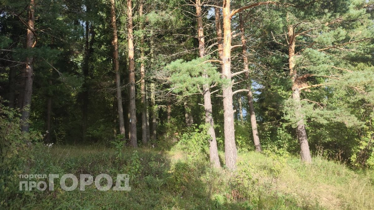 Клещевой боррелиоз нашли у 433 жителей Марий Эл