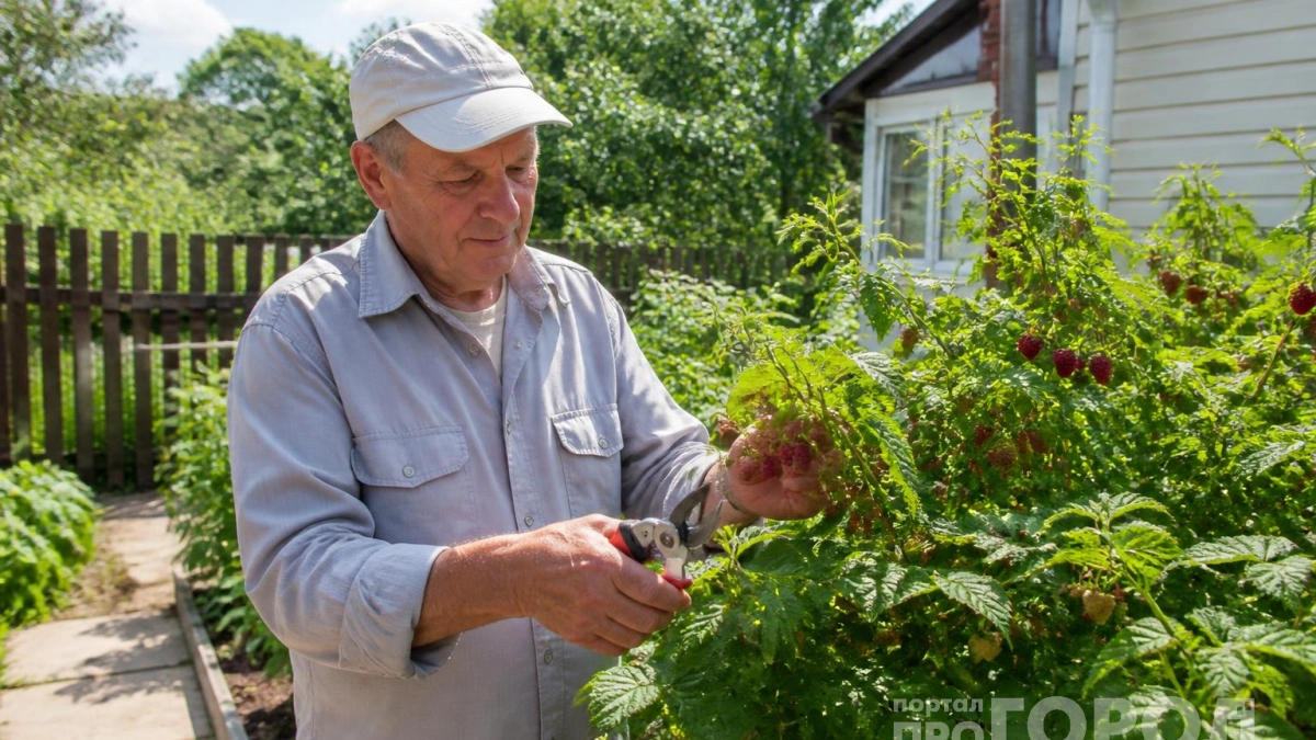 Малину обрезаю по Соболеву: вместо колючего куста вырастает ягодное дерево — собираю по 10 кг