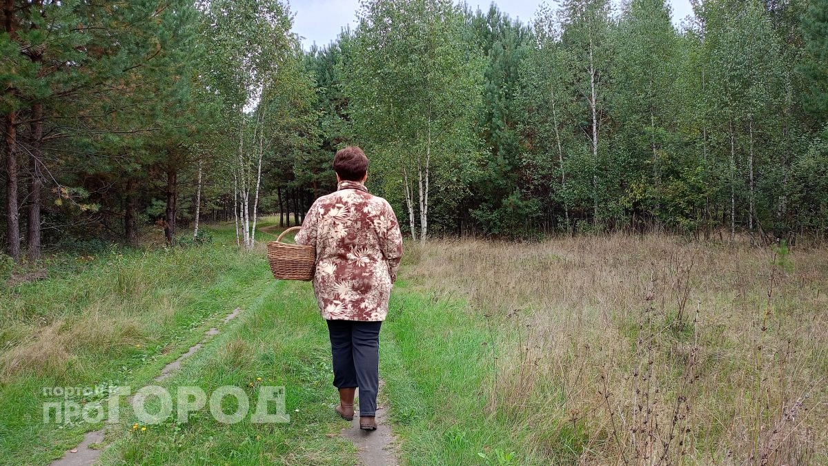 Семь локаций в Марий Эл, где ведрами собирают белые грибы