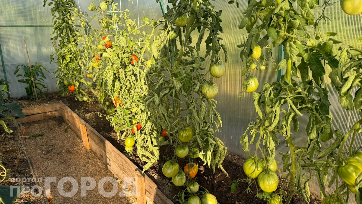 Если помидоры не краснеют — беру ведро воды и сыплю столовую ложку: краснеют на глазах