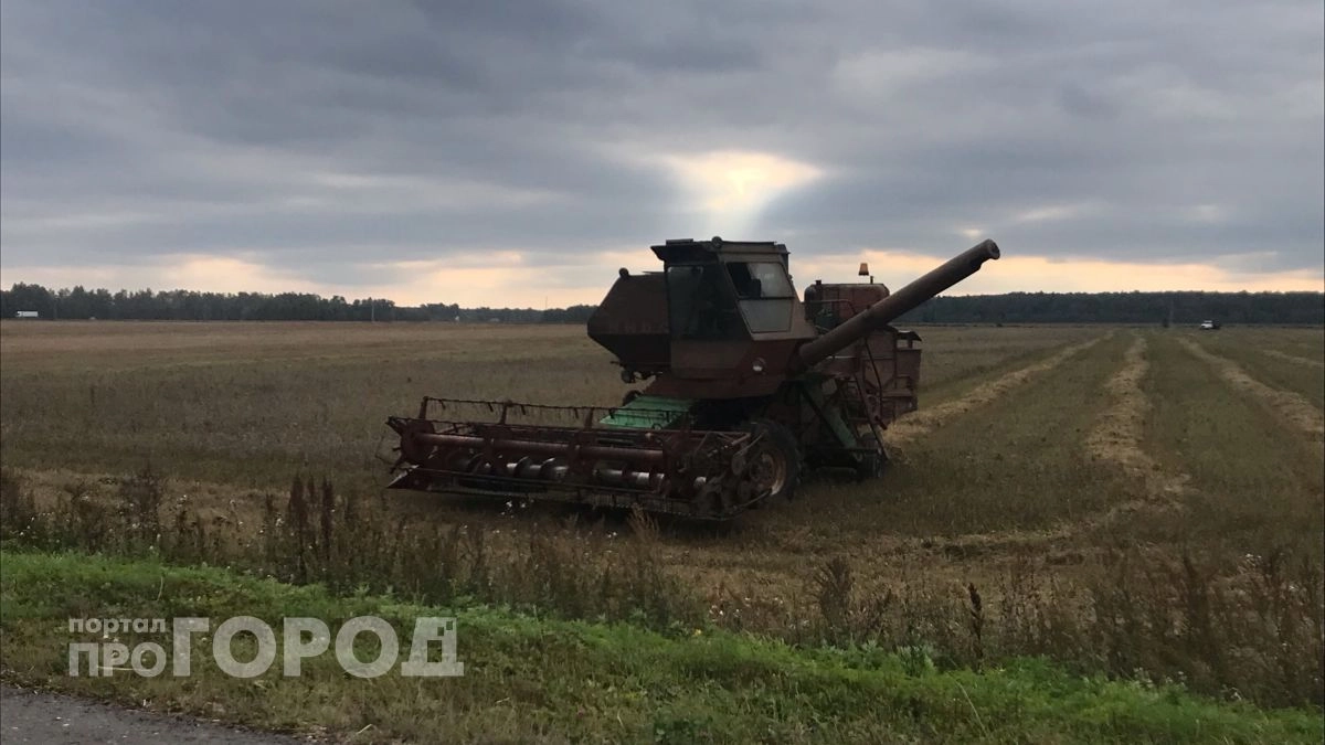 В деревне Ямолино покажут сорта капусты и картофеля отечественной селекции