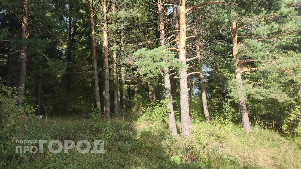 Жители Марий Эл подхватили опасную лихорадку в лесу