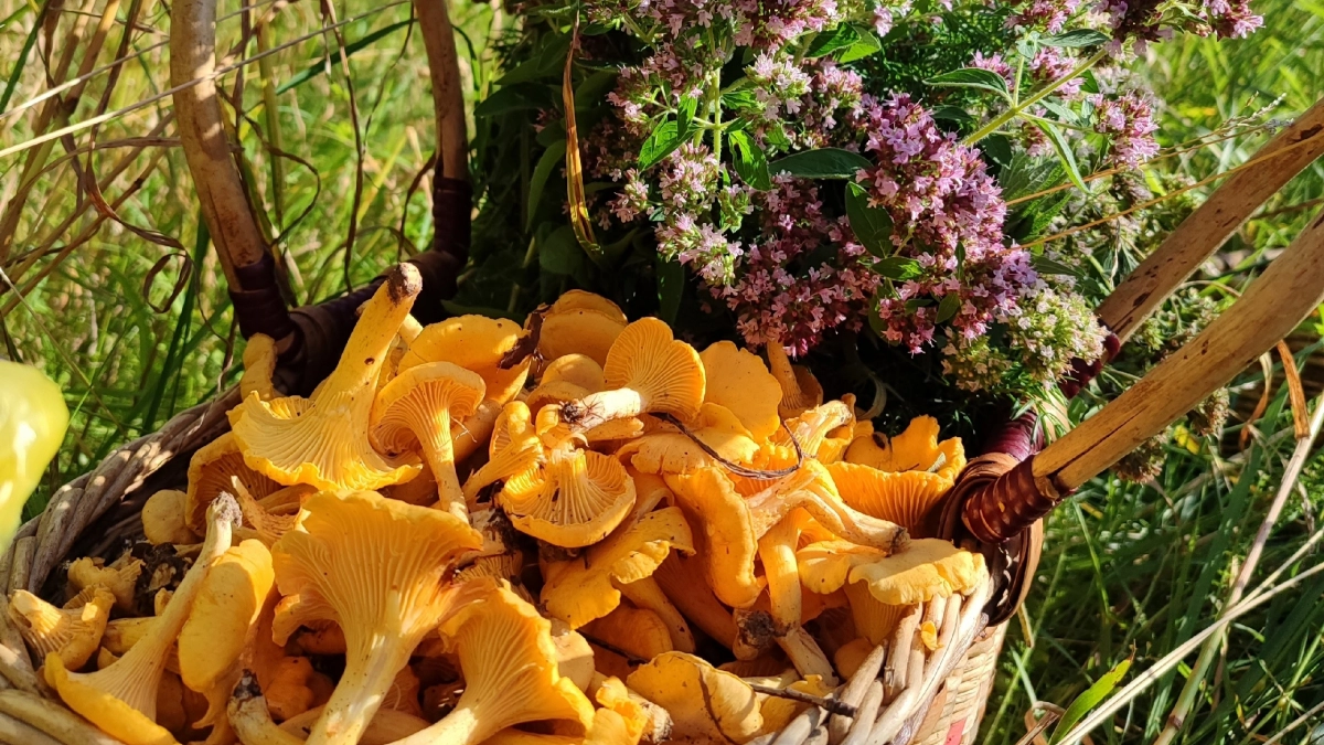 В Марий Эл наступил грибной сезон: 4 района, где грибы можно собирать мешками