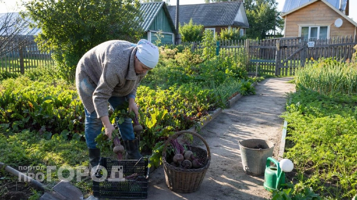 Растрескается весь урожай: есть только 10 дней, чтобы убрать свеклу - нужно успеть до этого числа