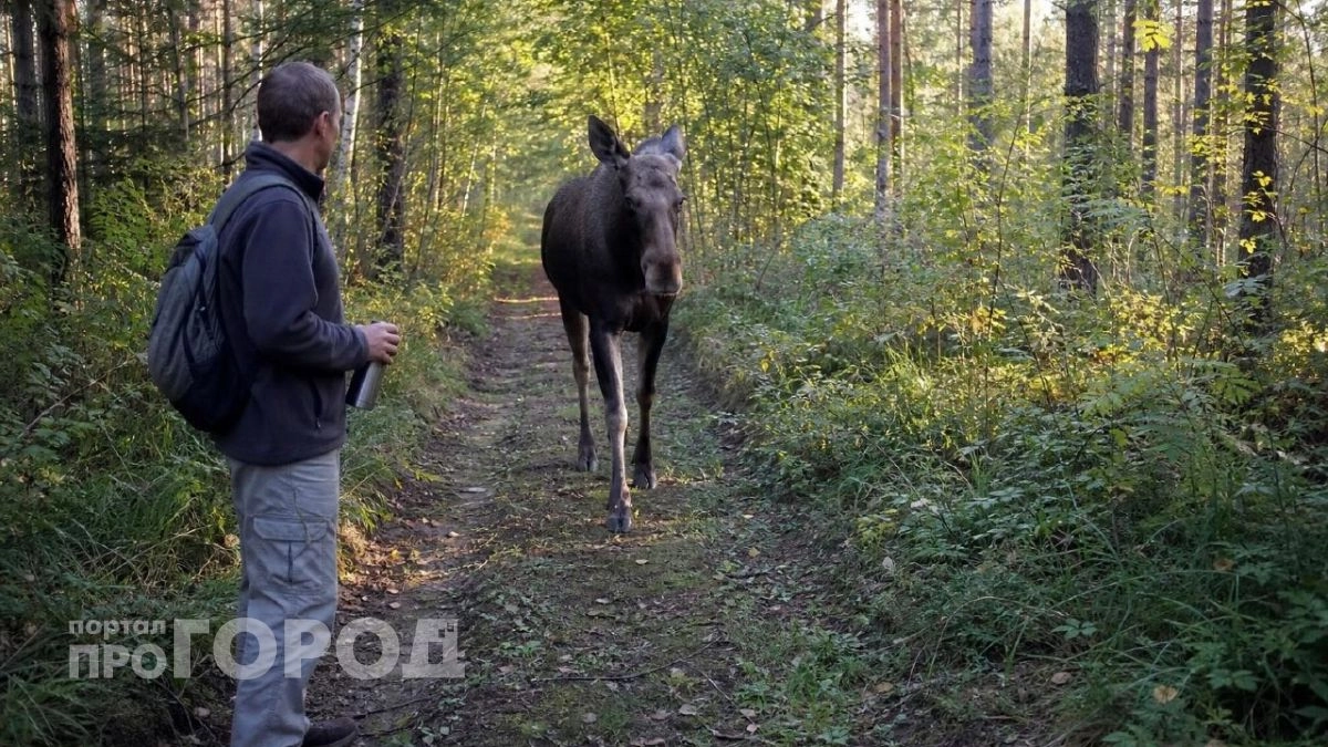 Жителей Марий Эл предупредили об опасности в лесах из-за лосей