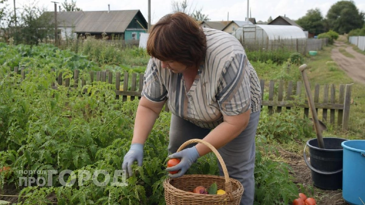 Пусть сгниет на грядках, но соседям не отдам: почему нельзя никому раздавать урожай с огорода - дело не в приметах