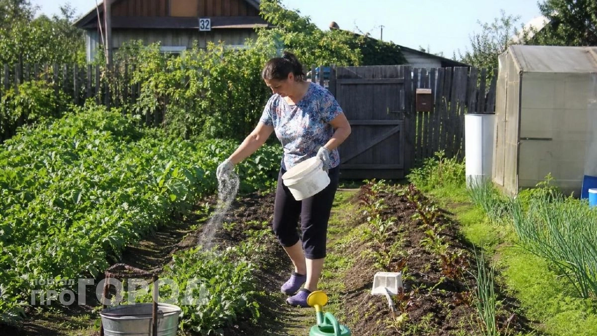 Скупаю в «Светофоре» детские присыпки, но не для кожи: вот как они спасают дачный урожай от муравьев