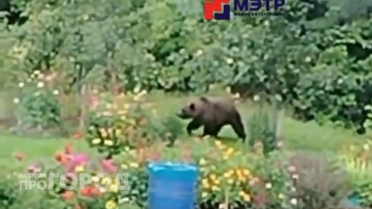 В марийских деревнях и лесах все чаще встречают медведей: "Увидели двух в 50 метрах от машины"