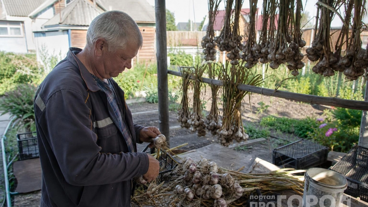Зубчики ещё в корзине, а урожай уже решается: как заправить грядку под чеснок