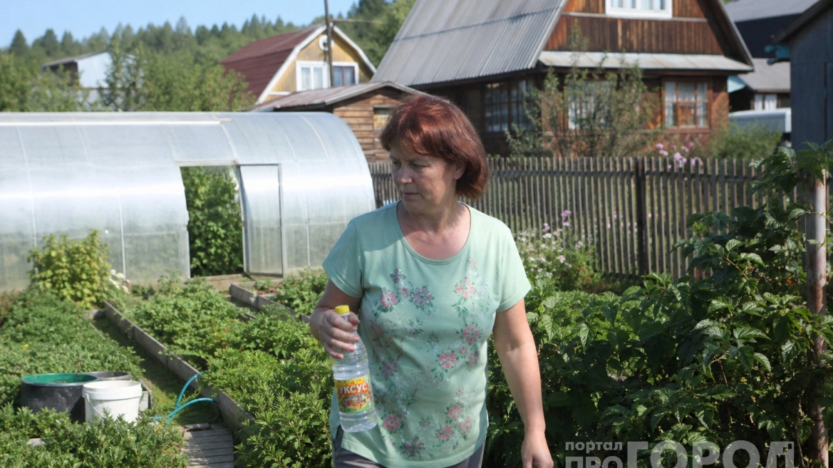 Не оставляйте теплицу до весны: осенняя обработка, которая помогает остановить фитофтору
