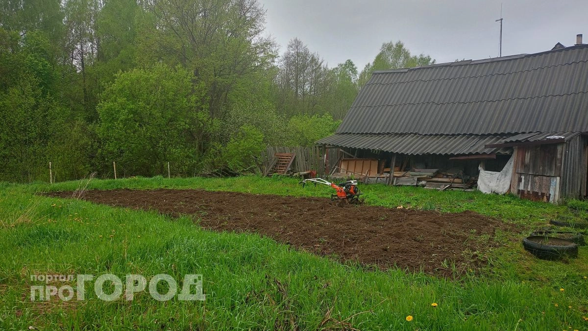 Эта бюджетная крупа превратит почву в чернозем в сентябре: дешево и эффективно
