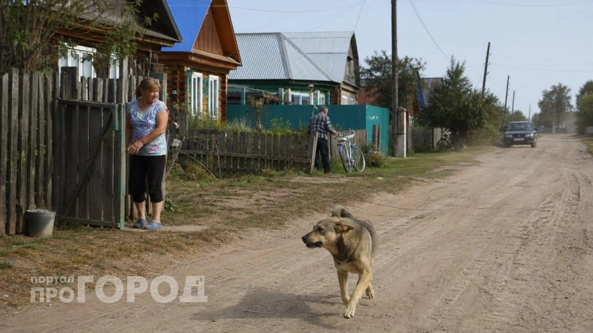 Бездомная собака напала на ребенка в Горномарийском районе и покусала его