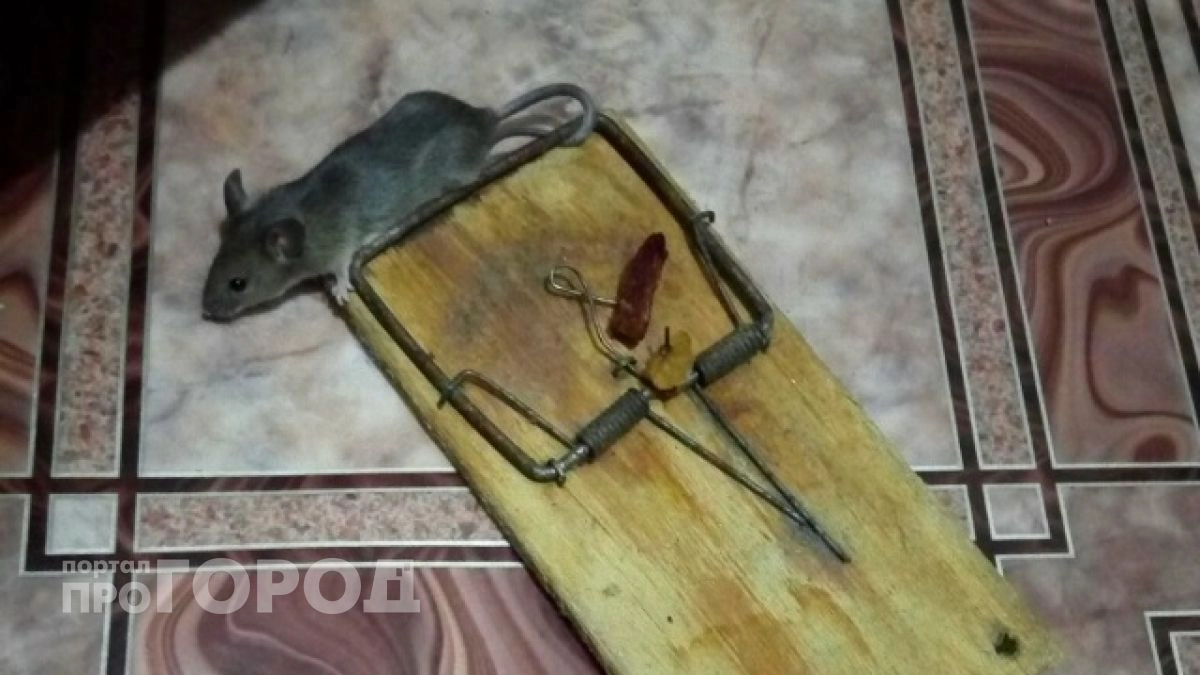 В Марий Эл зафиксировали 9 случаев опасной инфекции — каждый третий заразился в лесу
