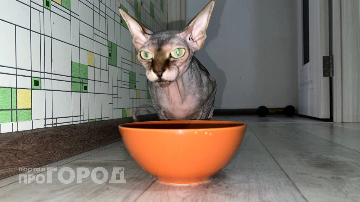 Никакой химии, сплошное мясо: лучшие корма для кошек назвали в Роскачестве