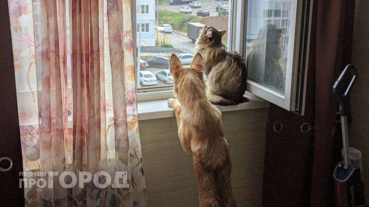 От Таиланда до Испании: куда из Марий Эл вывозят кошек и собак