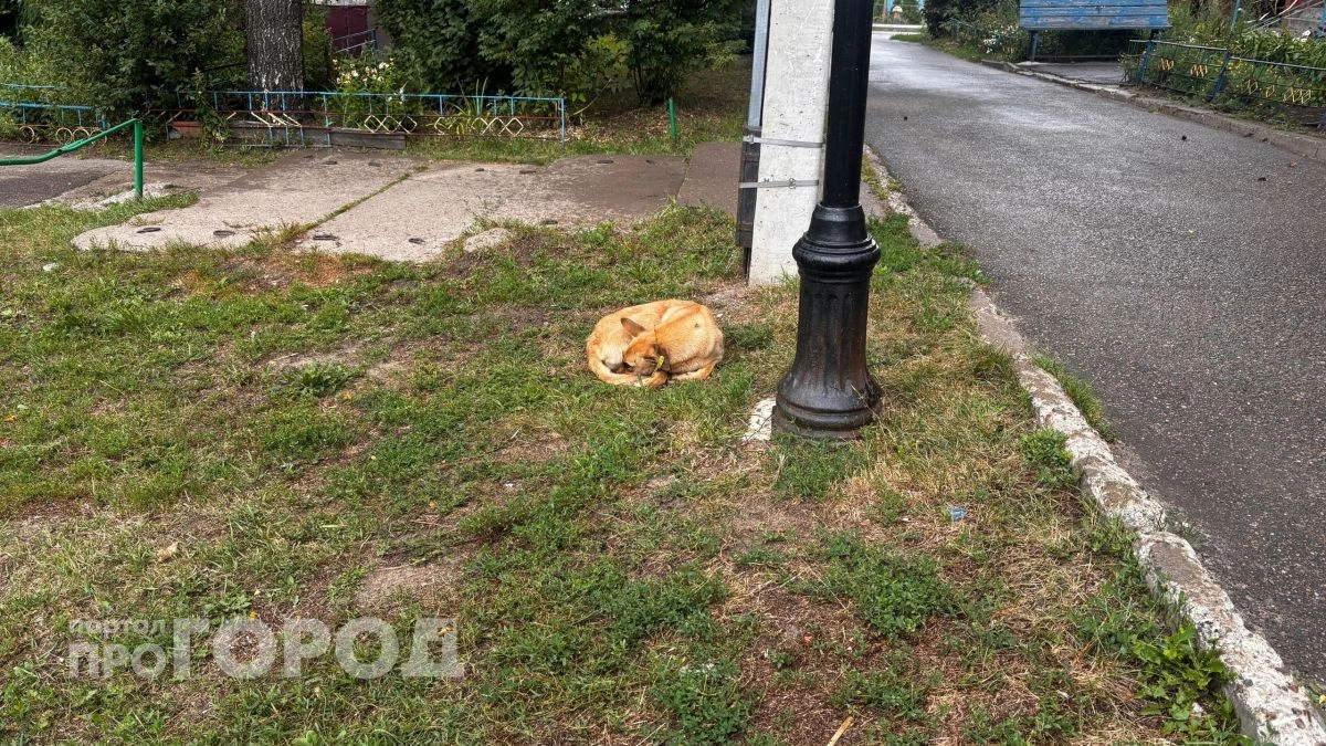 Опасный вирус нашли у домашней собаки в Волжске