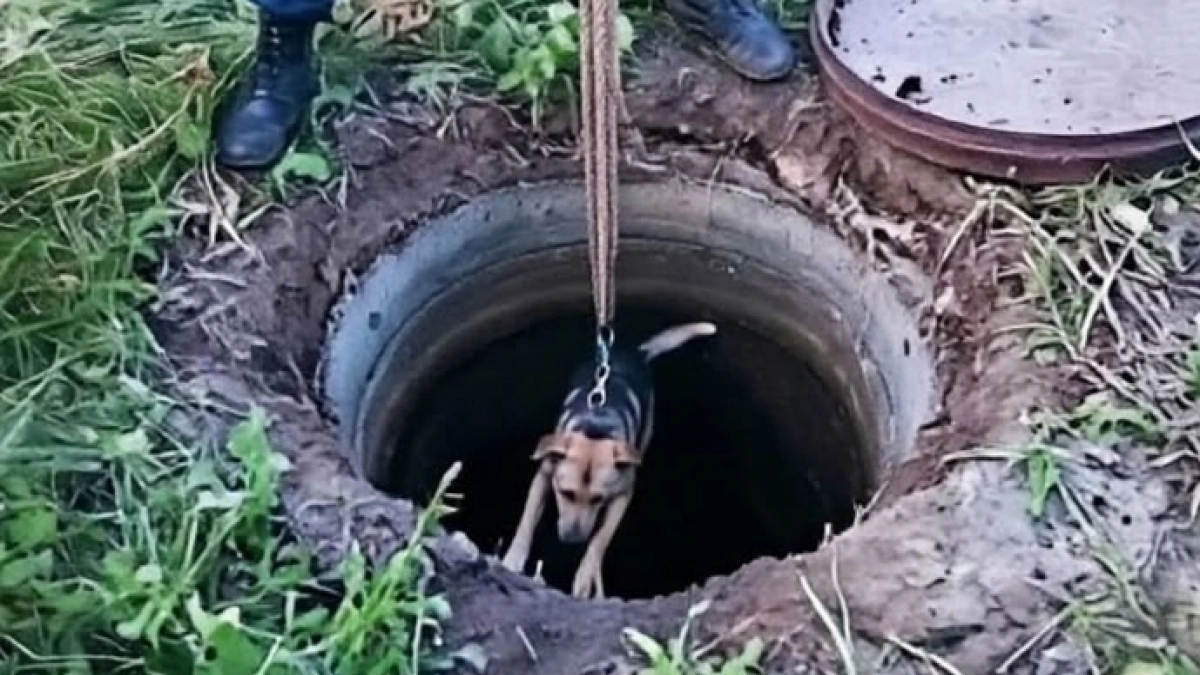 Спасатели вытащили собаку из глубокого скользкого колодца в Йошкар-Оле